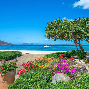 Colorful flowers and trees along the edge of the beach.