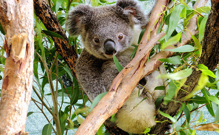 Koala in Sydney, Australia