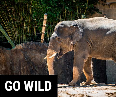 Go wild - elephants at the Houston Zoo.
