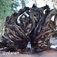 Girl standing by large, fallen tree. @yobanam on Instagram
