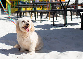 A puppy hanging out at the beach