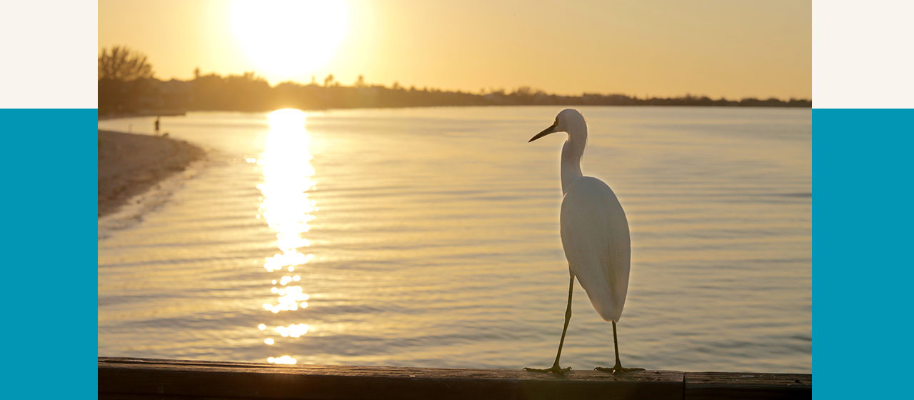 An egret perched overlooking the beach at sunset