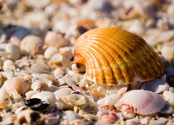 How to Find the Best Shells