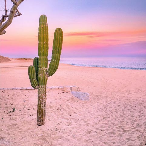 Cactus on beach near the ocean
