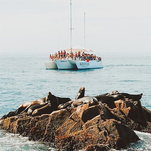 A boat in the distance of some sunbathing seals.