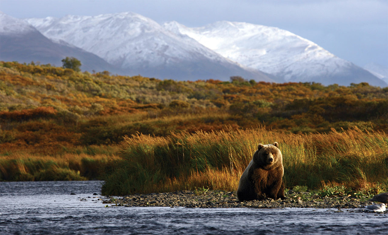 Bear standing next to a river