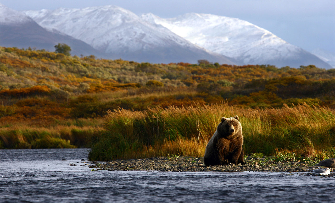 A bear sits near the water