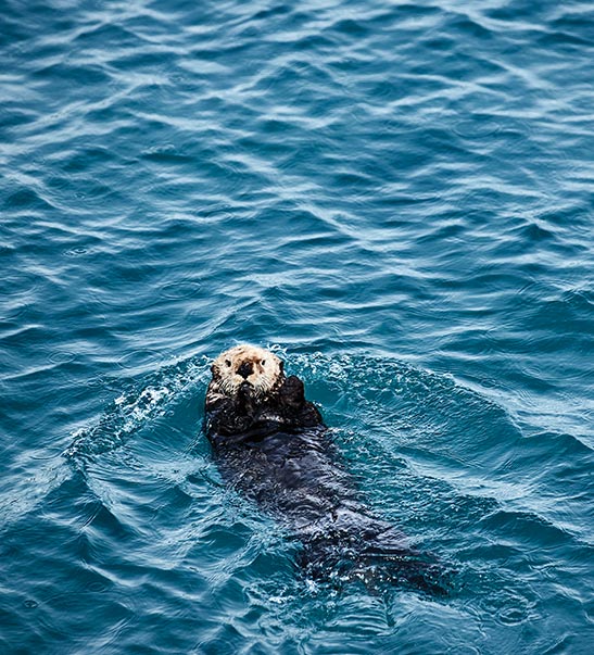 A sea otter in the water