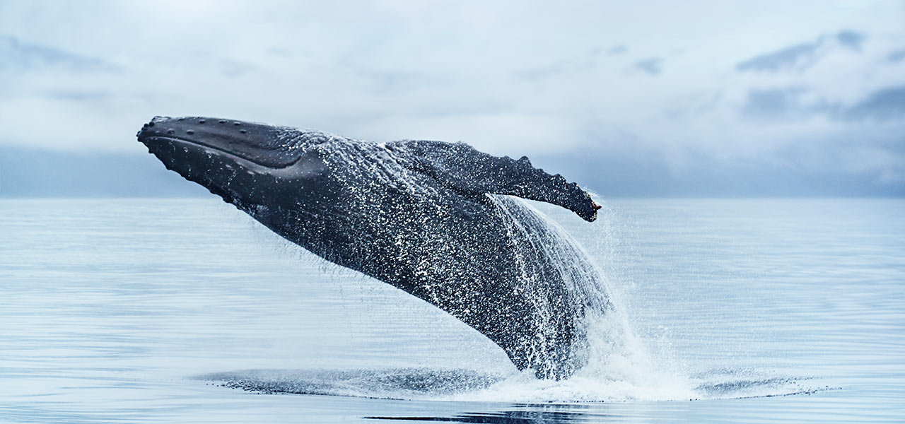A breaching whale
                                                                