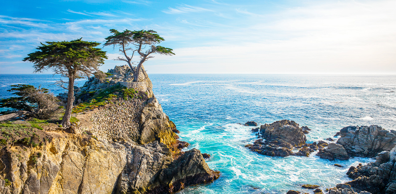 Trees on a rocky coastline 