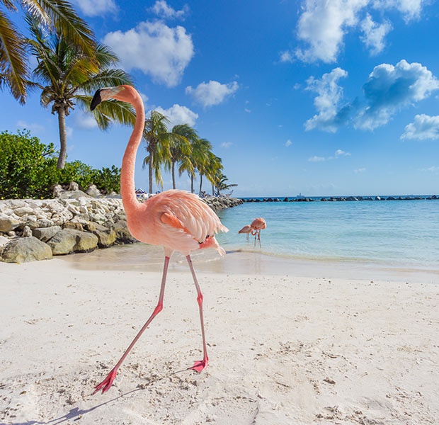 A flamingo on the beach