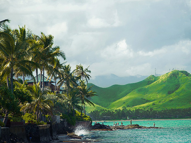 Palm trees lining an Hawaii island coastline