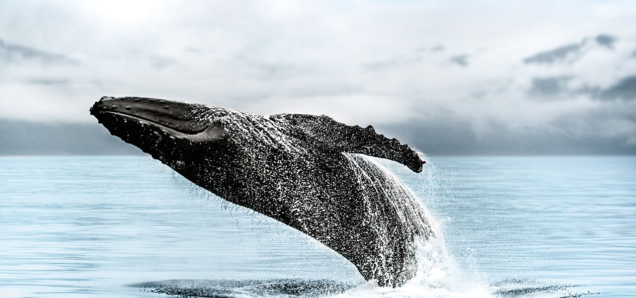 Whale jumping out of the ocean. Click here to book.