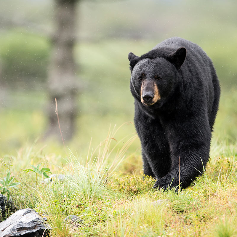 Black bear walking in the wild. Click here to book.
