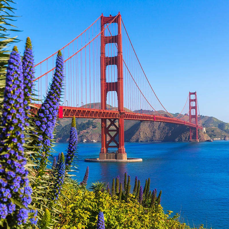 View of the Golden Gate Bridge with purple flowers and blue waters. Click here to book.