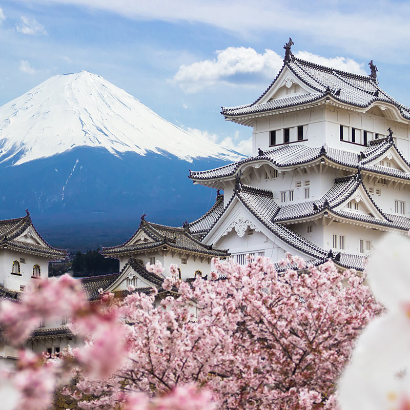 Cherry blossoms, white Japanese temple and snowy mountain. Click here to book.