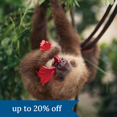 A sloth eating a flower. Click here to book.