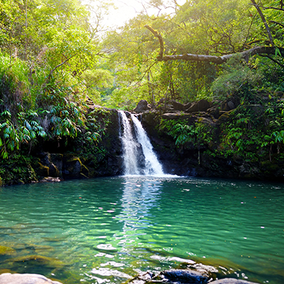 A waterfall surrounded by lush greenery. Click here to book.