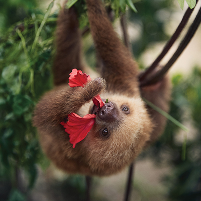 A sloth eating a flower. Click here to book.
