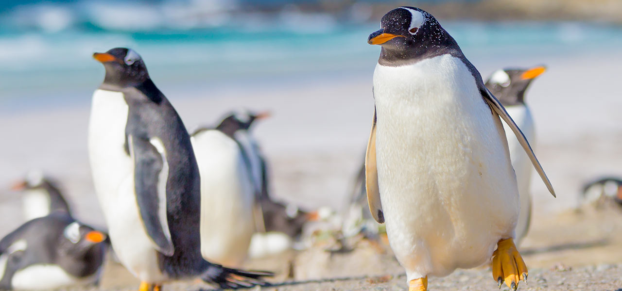 Penguins on the Falkland Islands. Click here to book.