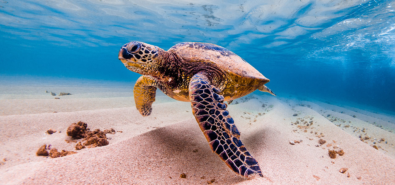 A sea turtle swimming underwater. Click here to book.