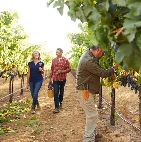 A couple walking through a vineyard.