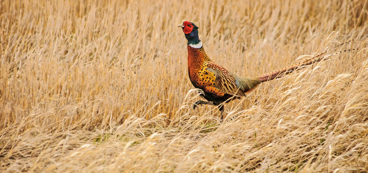 An unsuspecting pheasant walking in a field.