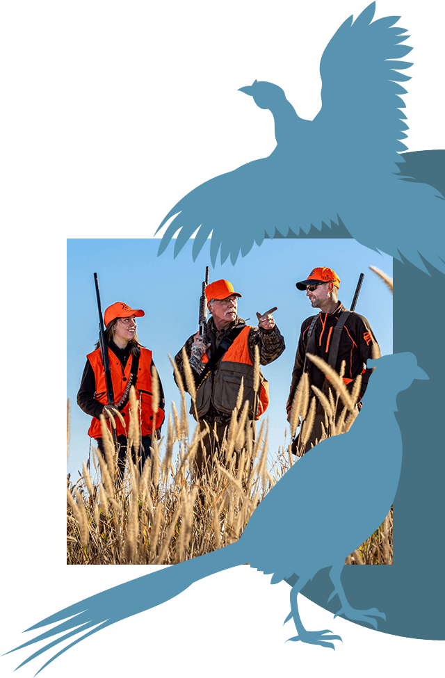 A hunting group walking through tall grass looking for pheasant.