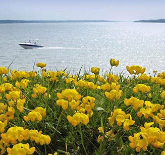 Lakeside flowers in bloom