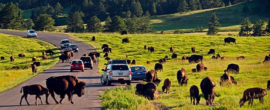 Buffalo in and around cars on the road