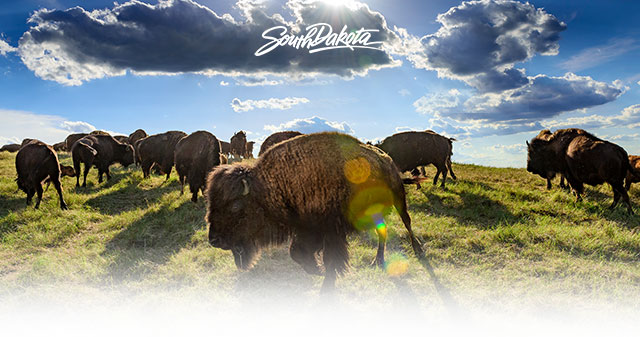 Buffalo herd on the prairie.