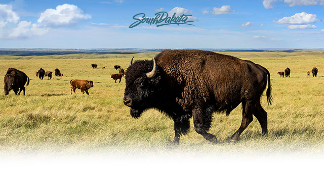 Buffalo herd on the prairie.