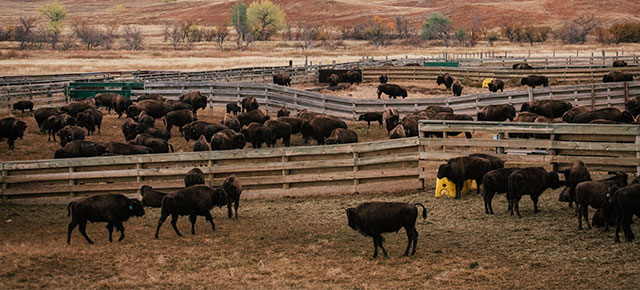 Cowboys ranching a herd of cattle