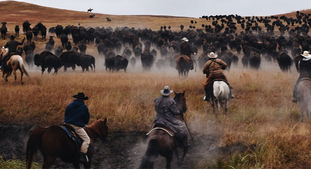 Cowboys ranching a herd of cattle