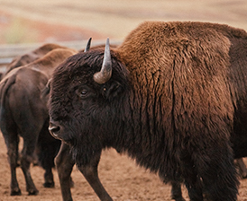 A bison.