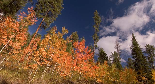 A beautiful forest. 