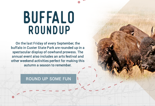 Buffalo Roundup! Every fall, the buffalo in Custer State Park are roundedup in a spectacular display of cowhand prowess. The annual event is held the last Friday in September and an arts festival accompanies the weekend activities. Learn More!