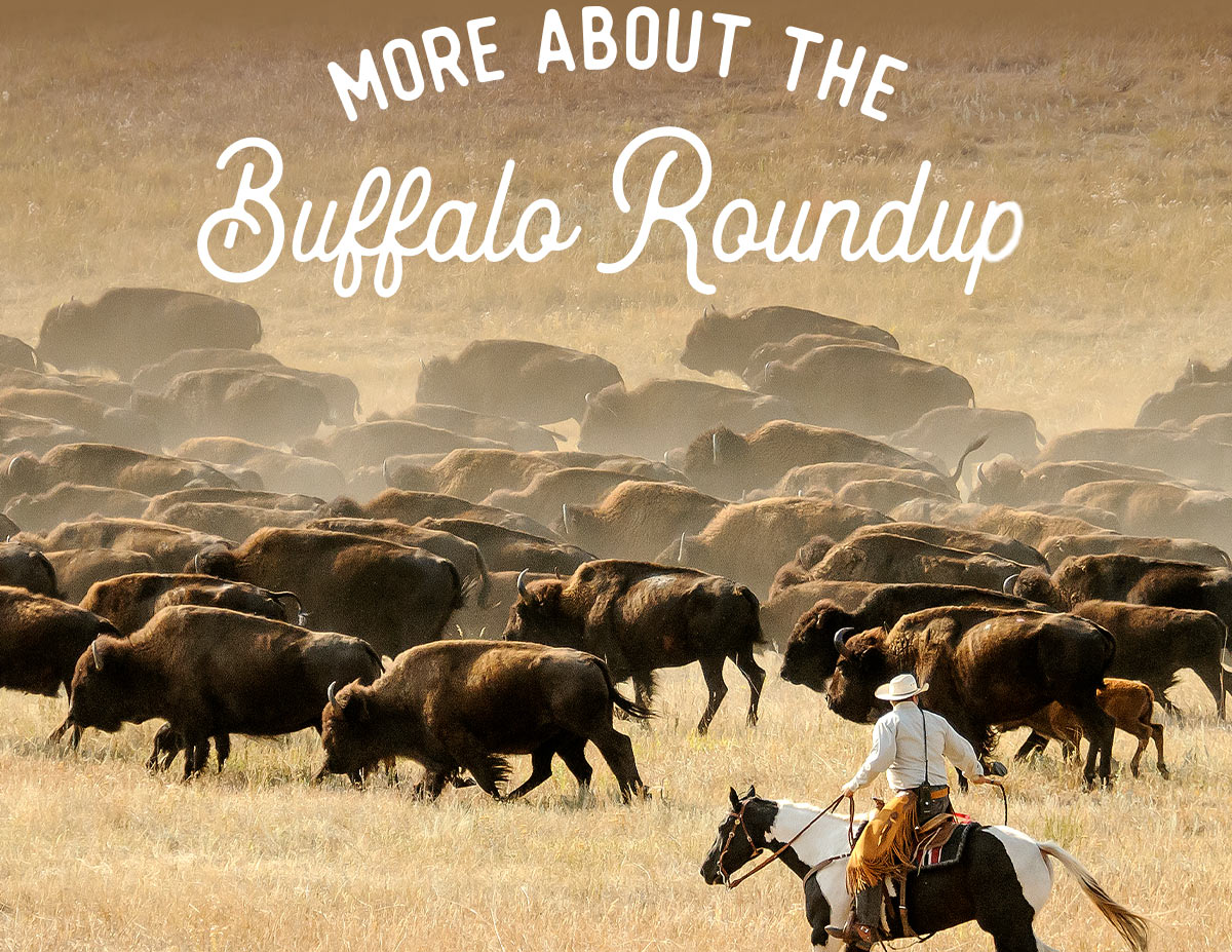 South Dakota - More about the Buffalo Roundup