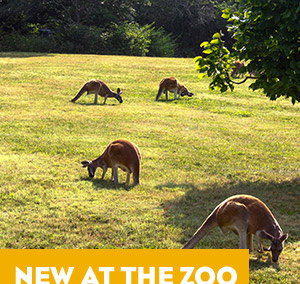 New at the Zoo