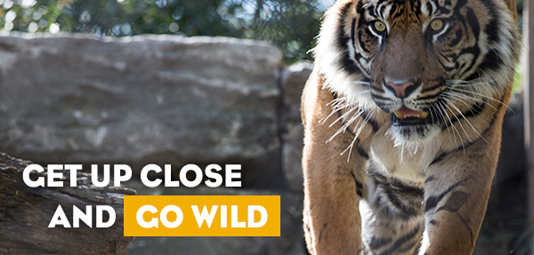 Get up close and go wild!