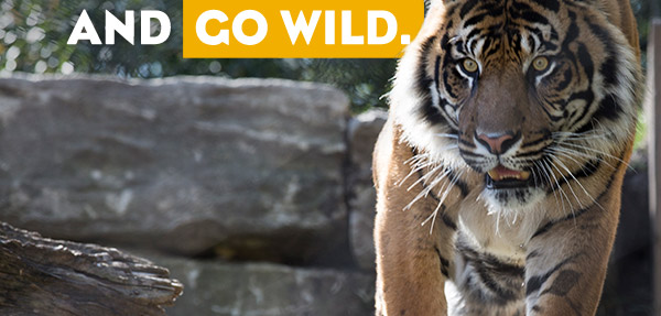 Get up close and go wild!