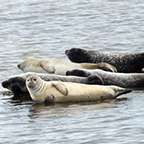 Seals on a beach