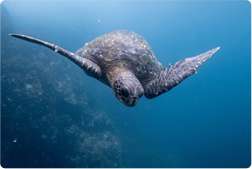 Sea turtle swimming in the ocean