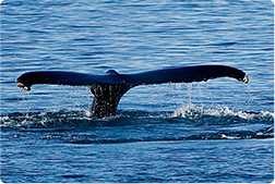Whale's tail